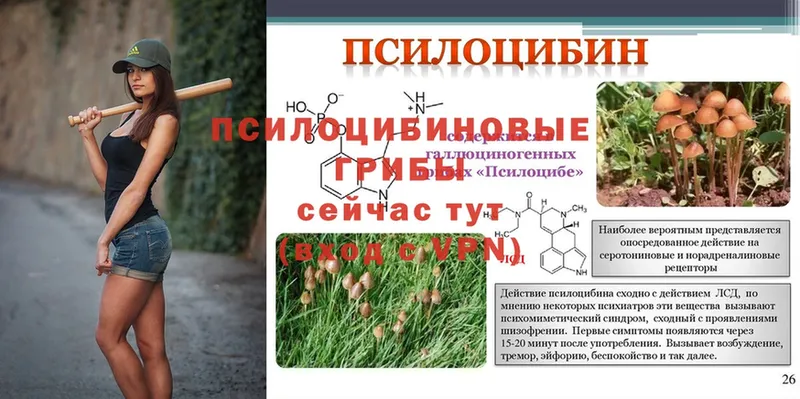 Галлюциногенные грибы Psilocybine cubensis  Мантурово 